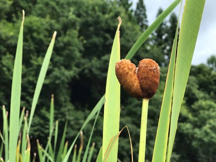 道の駅の裏側に 珍しい双子のガマの穂を発見 まいにち みちこ 東北 道の駅 日刊マガジン