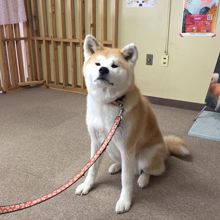 Jr大館駅の 秋田犬ふれあい処 では 観光駅長の あこ と 飛鳥 に会えます まいにち みちこ 東北 道の駅 日刊マガジン