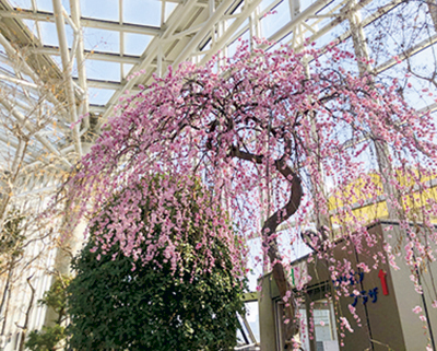 セリオンリスタの桜