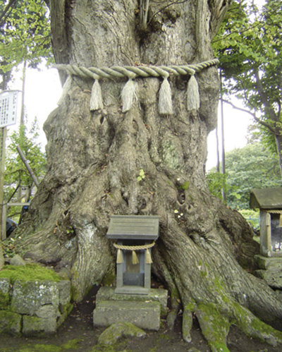 綴子神社の千年桂