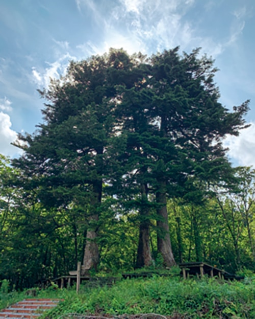 樹齢300年ほどの樅の木