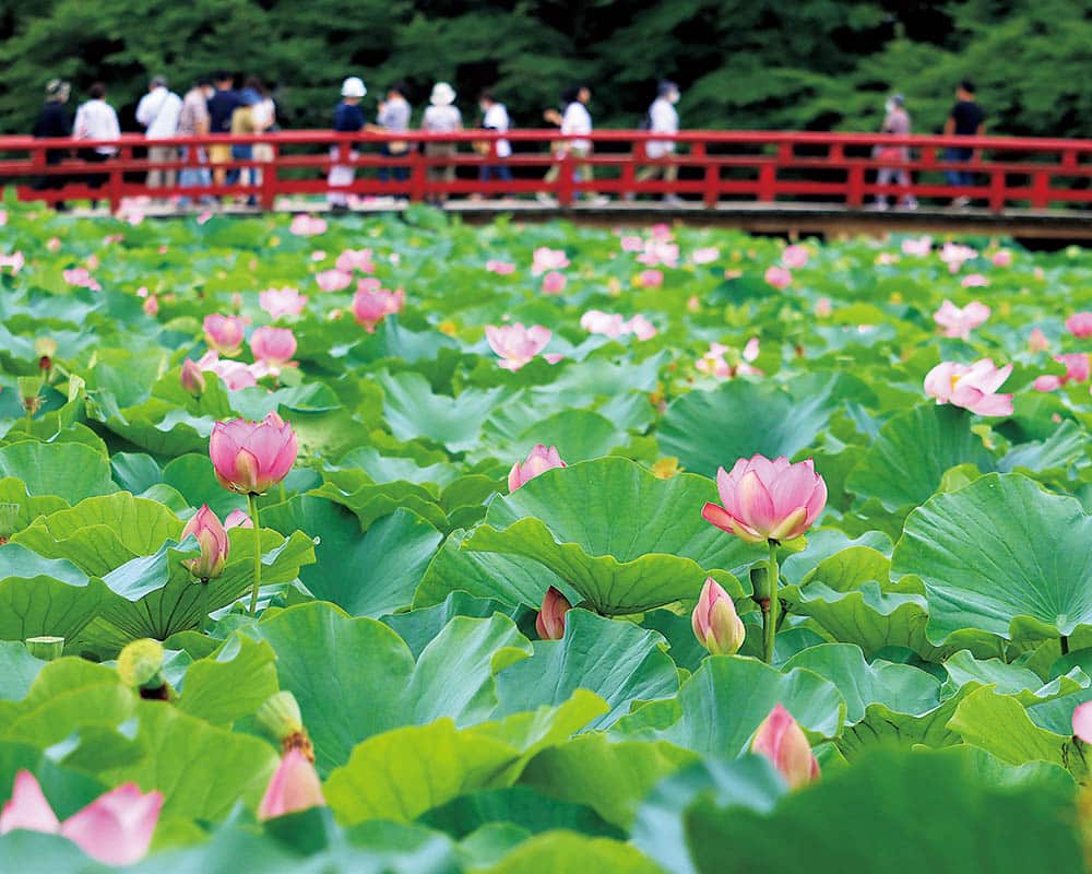 蓮の花