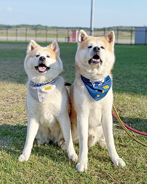 秋田犬の月花ちゃんと煉翠くん