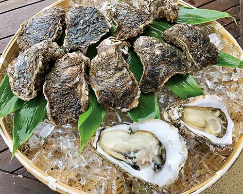 カゴに盛られた生の岩牡蠣
