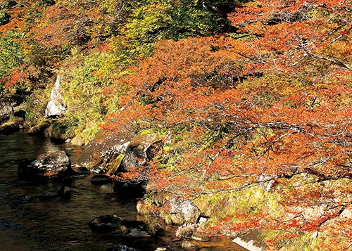 奥薬研渓流の紅葉