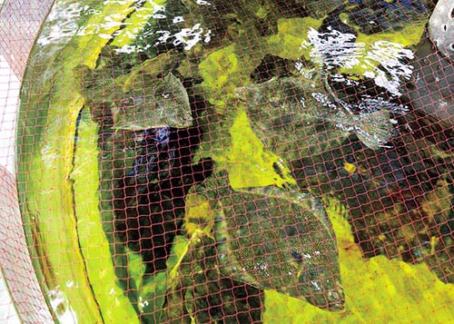 マツカワガレイ