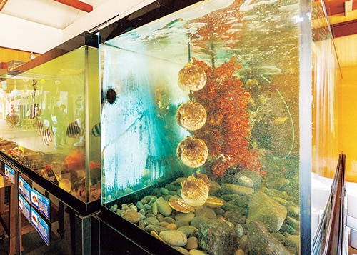 養殖の様子を再現した水槽