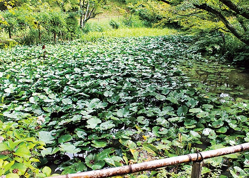 蓮の葉が広がる池