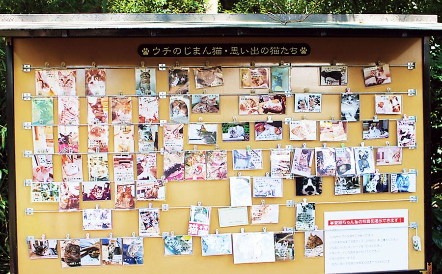猫の写真を飾る掲示板