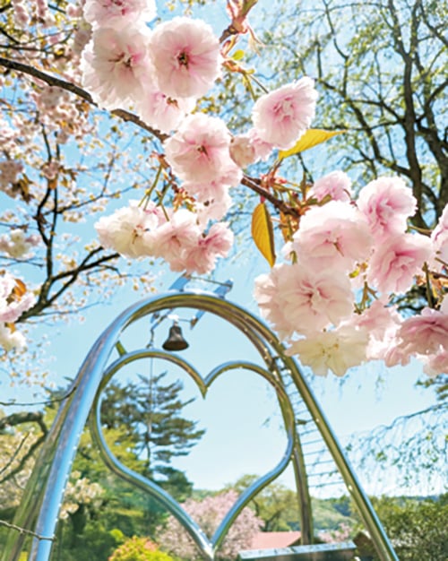 桜の花のアップ