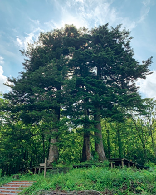 樹齢300年のモミの木