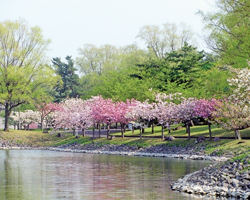 鞍掛沼の桜並木