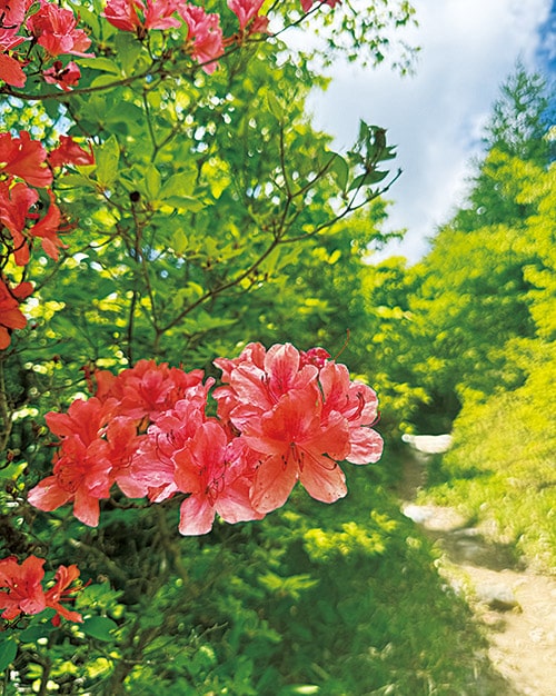五葉山に咲く赤いツツジ
