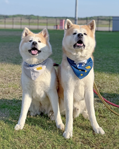 秋田犬の月花ちゃんと煉翠くん
