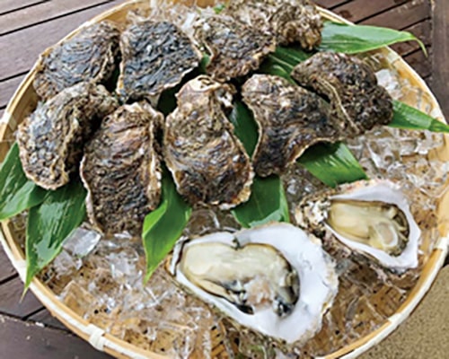 氷を敷き詰めたザルに盛られた岩牡蠣