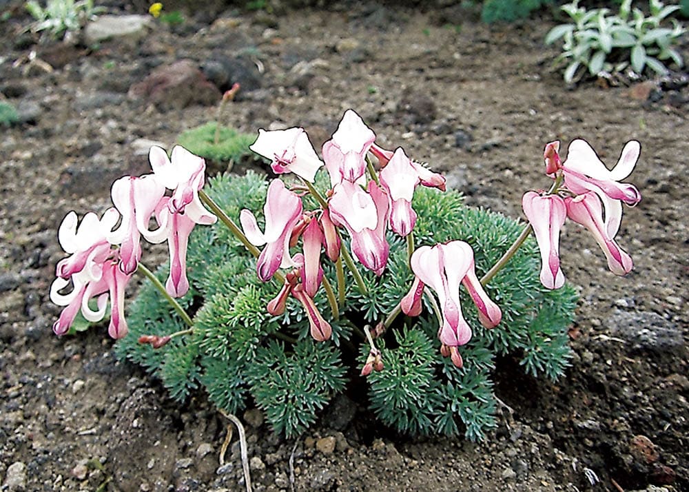 ピンク色の花を咲かせる鉱山植物「コマクサ」