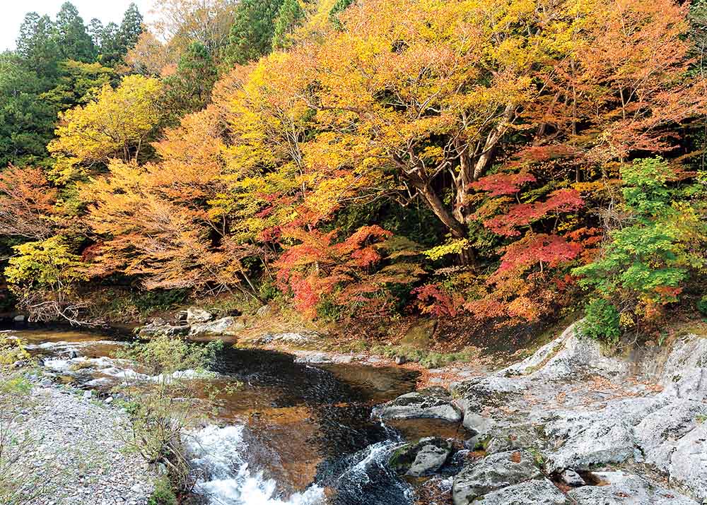 薬研渓流の紅葉